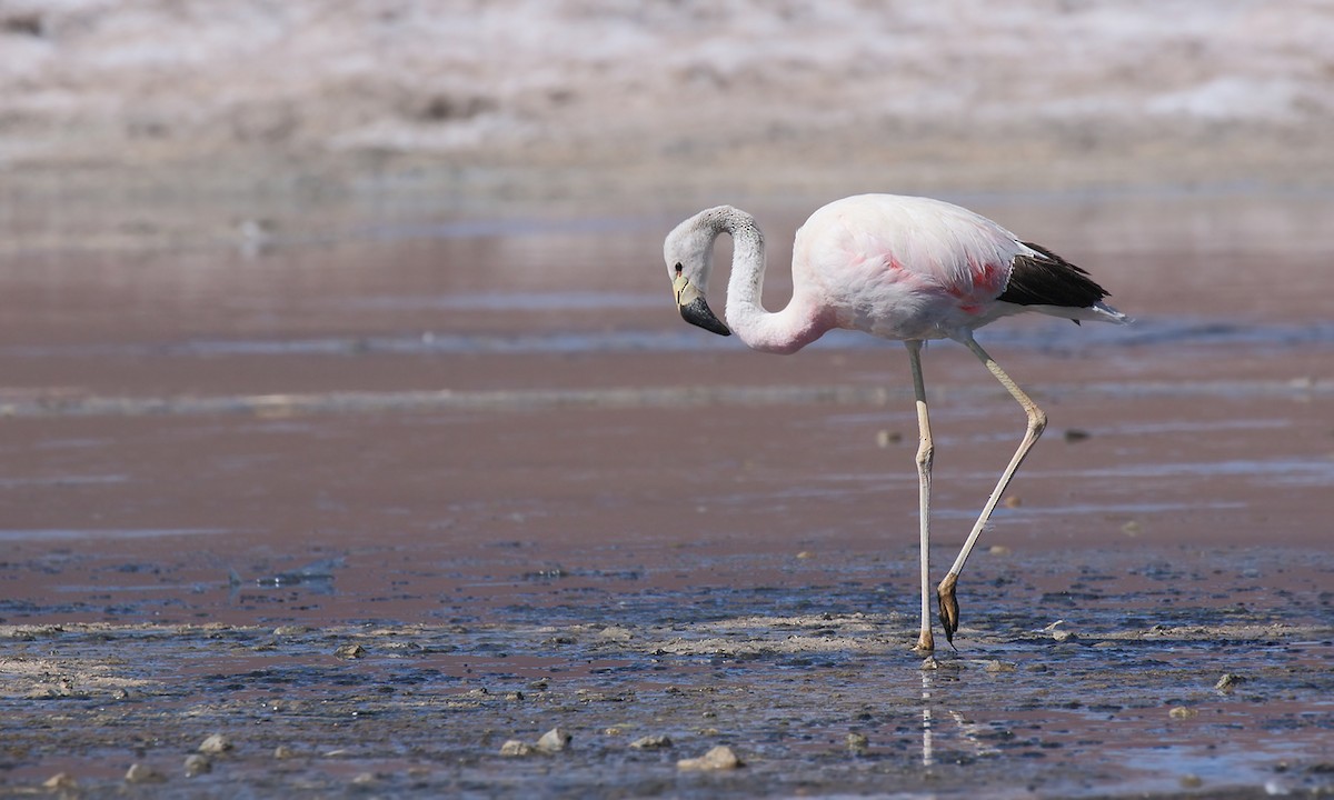 Andean Flamingo - ML619742919