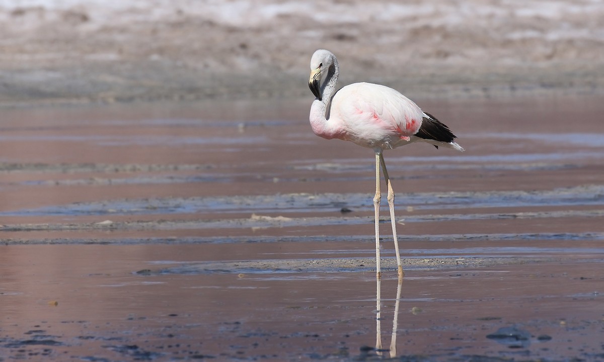 Andean Flamingo - ML619742920