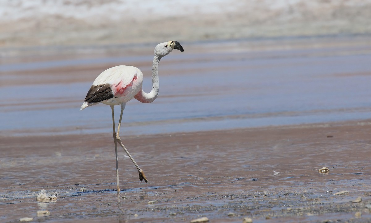 Andean Flamingo - ML619742921