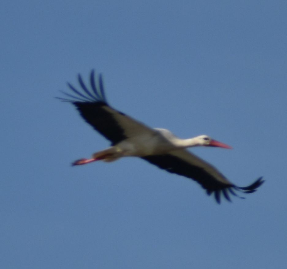 White Stork - ML619742935