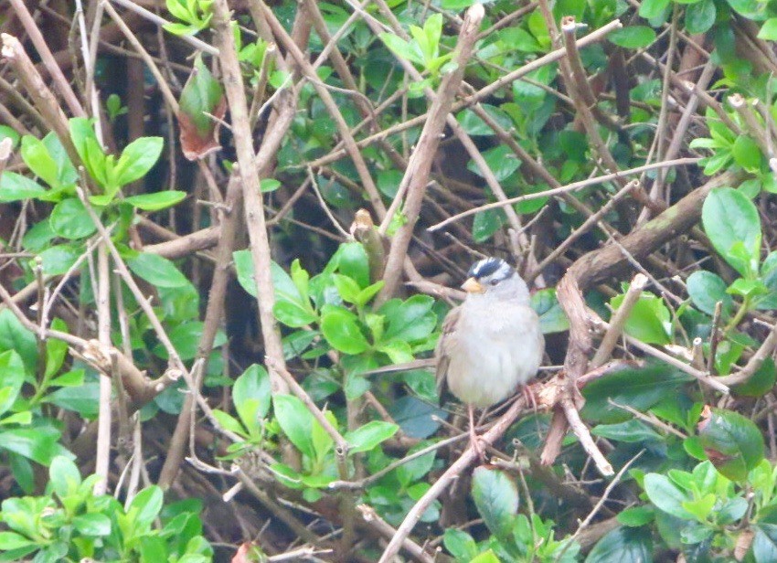 White-crowned Sparrow - ML619742943