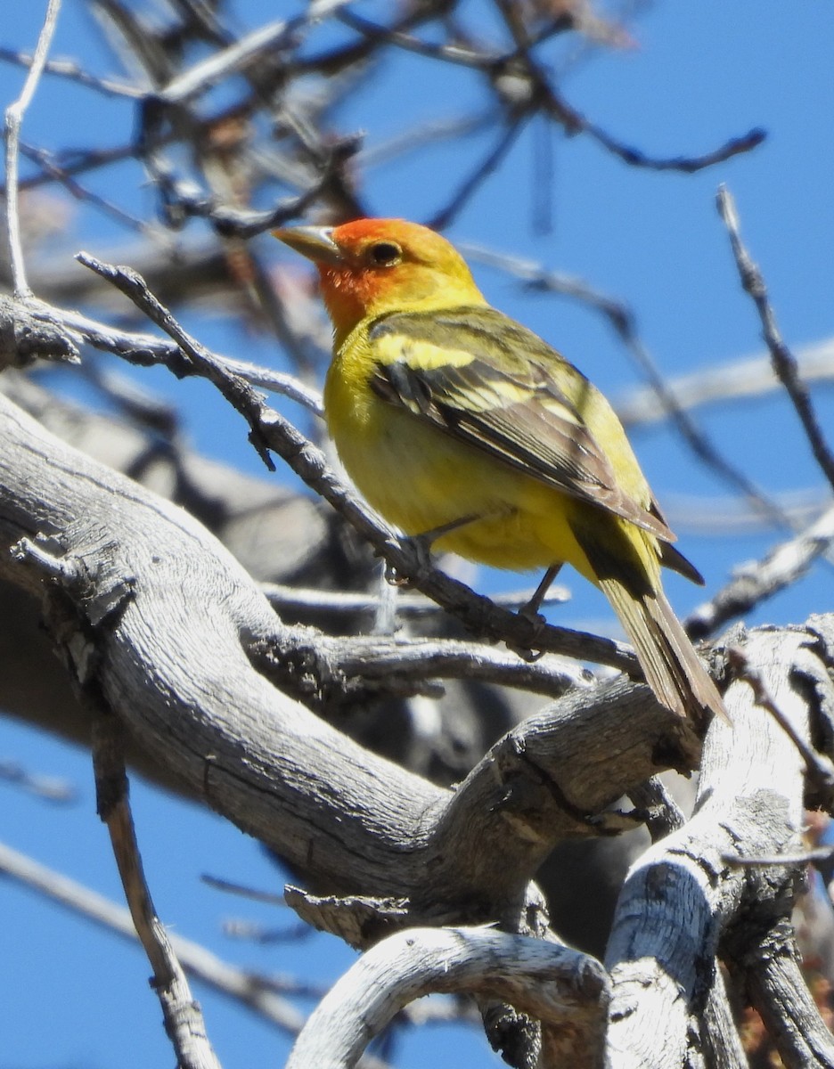 Western Tanager - ML619742949