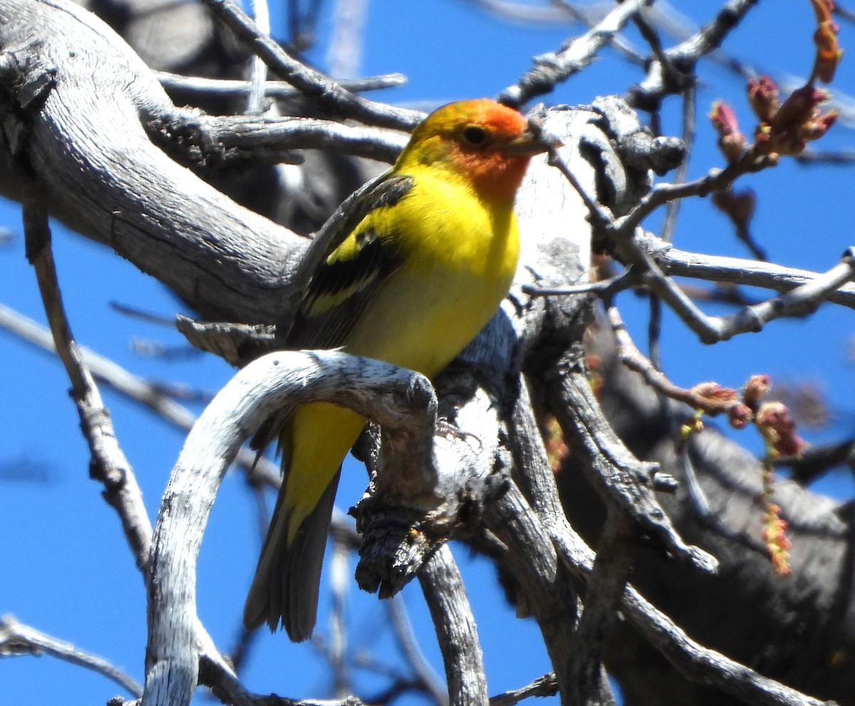 Western Tanager - ML619742955