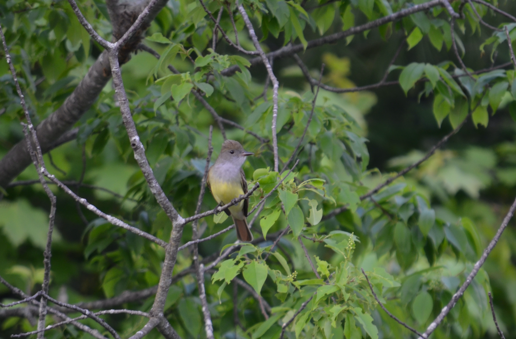 Great Crested Flycatcher - ML619742958