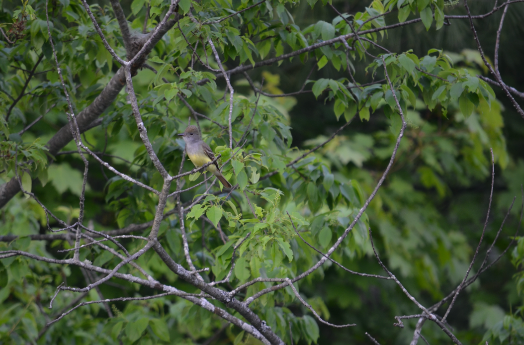 Great Crested Flycatcher - ML619742959