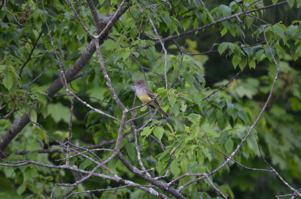 Great Crested Flycatcher - ML619742960