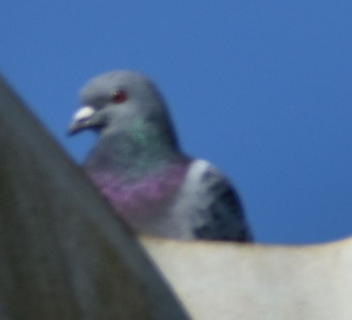 Rock Pigeon (Feral Pigeon) - ML619742962