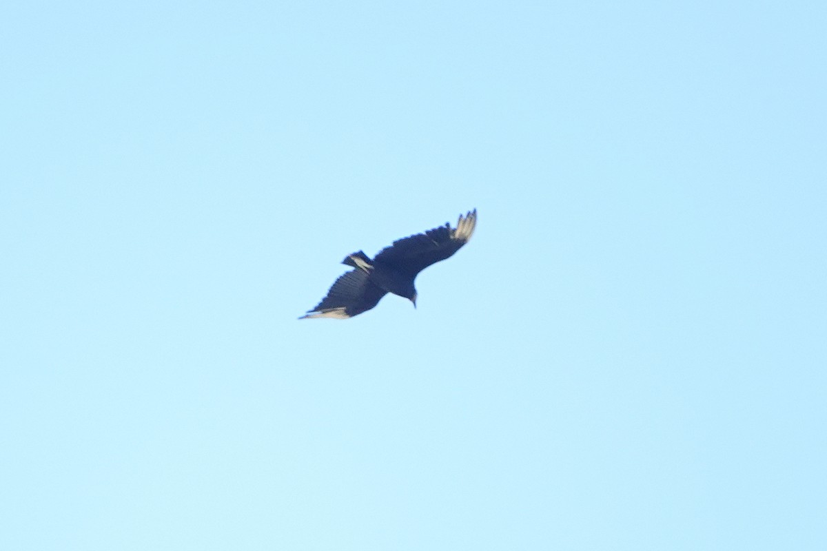 Black Vulture - ML619743008