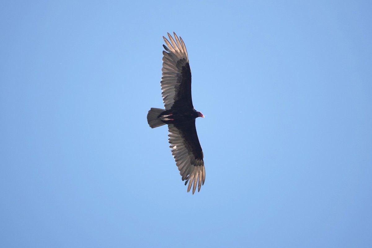 Turkey Vulture - ML619743009