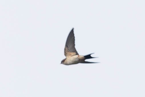 Red-rumped Swallow - ML619743021