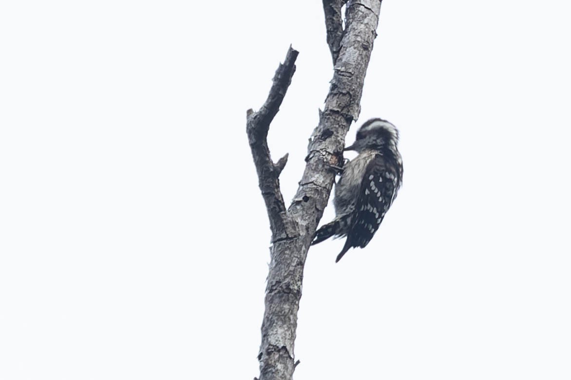 Brown-capped Pygmy Woodpecker - ML619743153