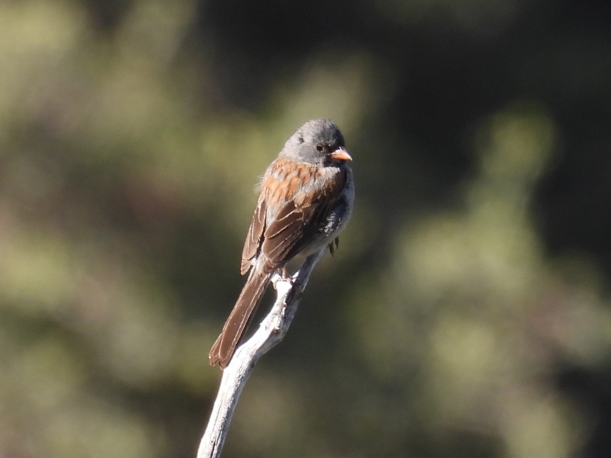 Black-chinned Sparrow - ML619743198