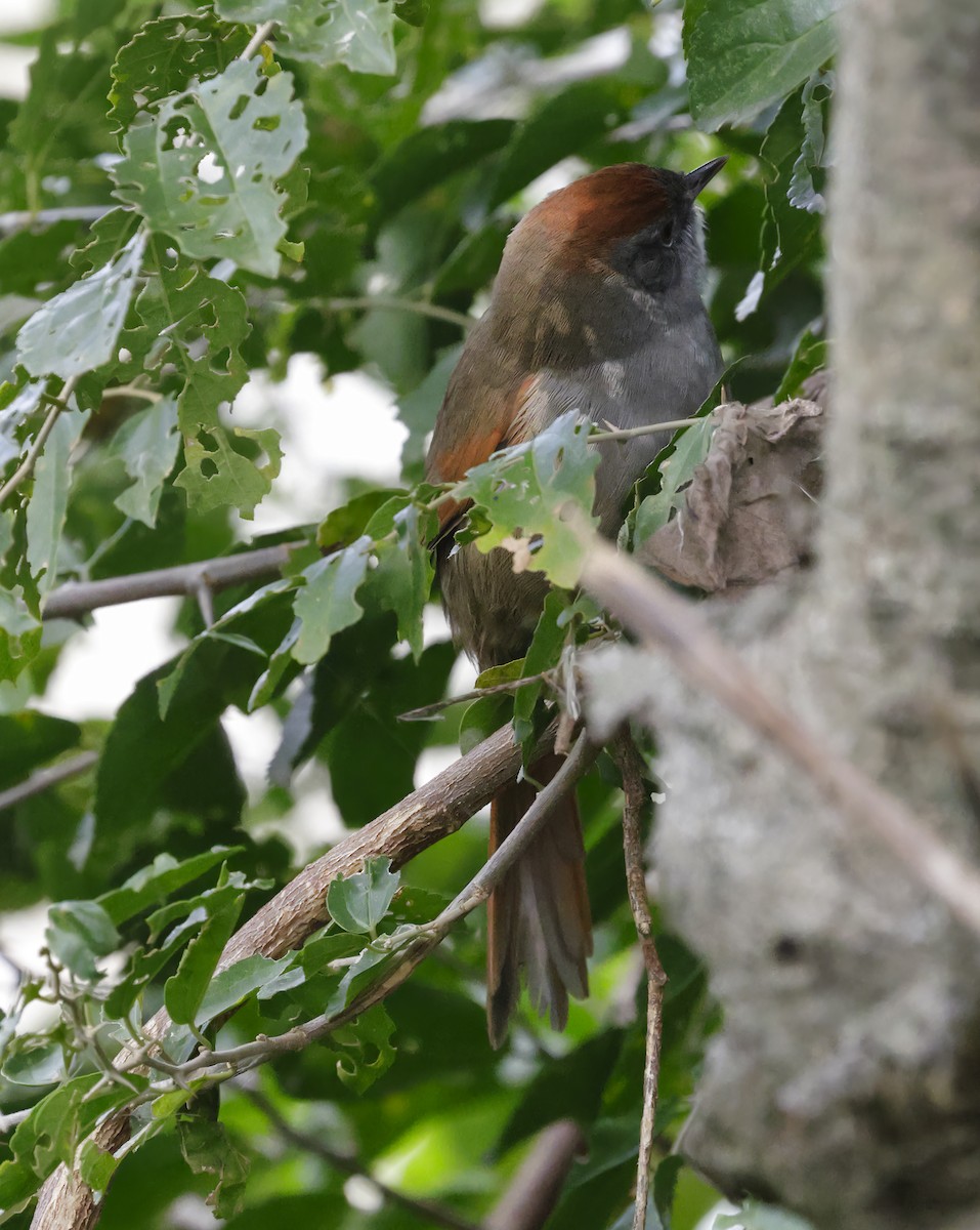 Sooty-fronted Spinetail - ML619743199