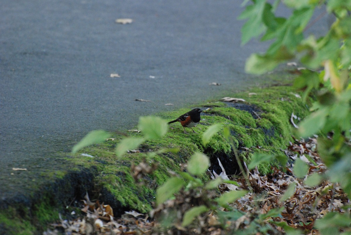 Spotted Towhee - ML619743214
