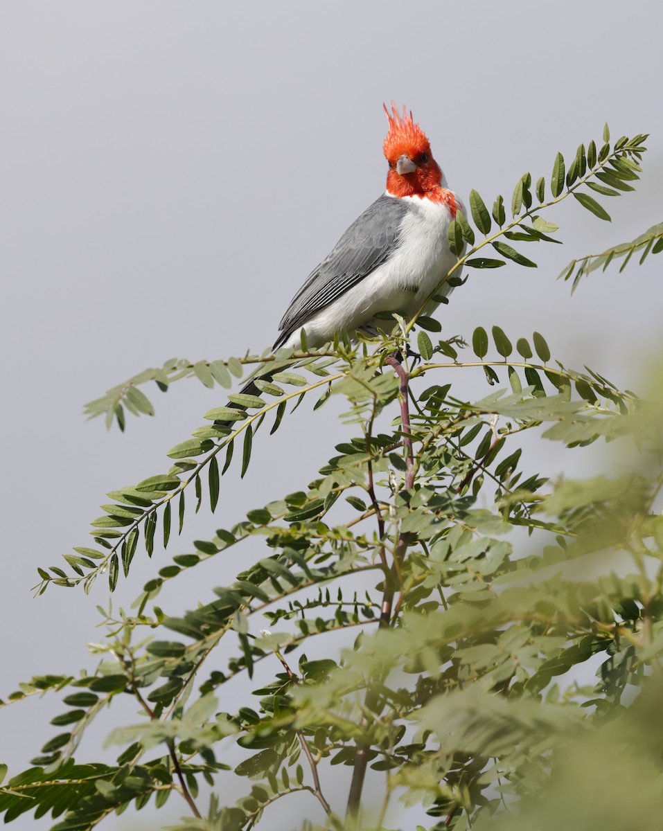 Red-crested Cardinal - ML619743221
