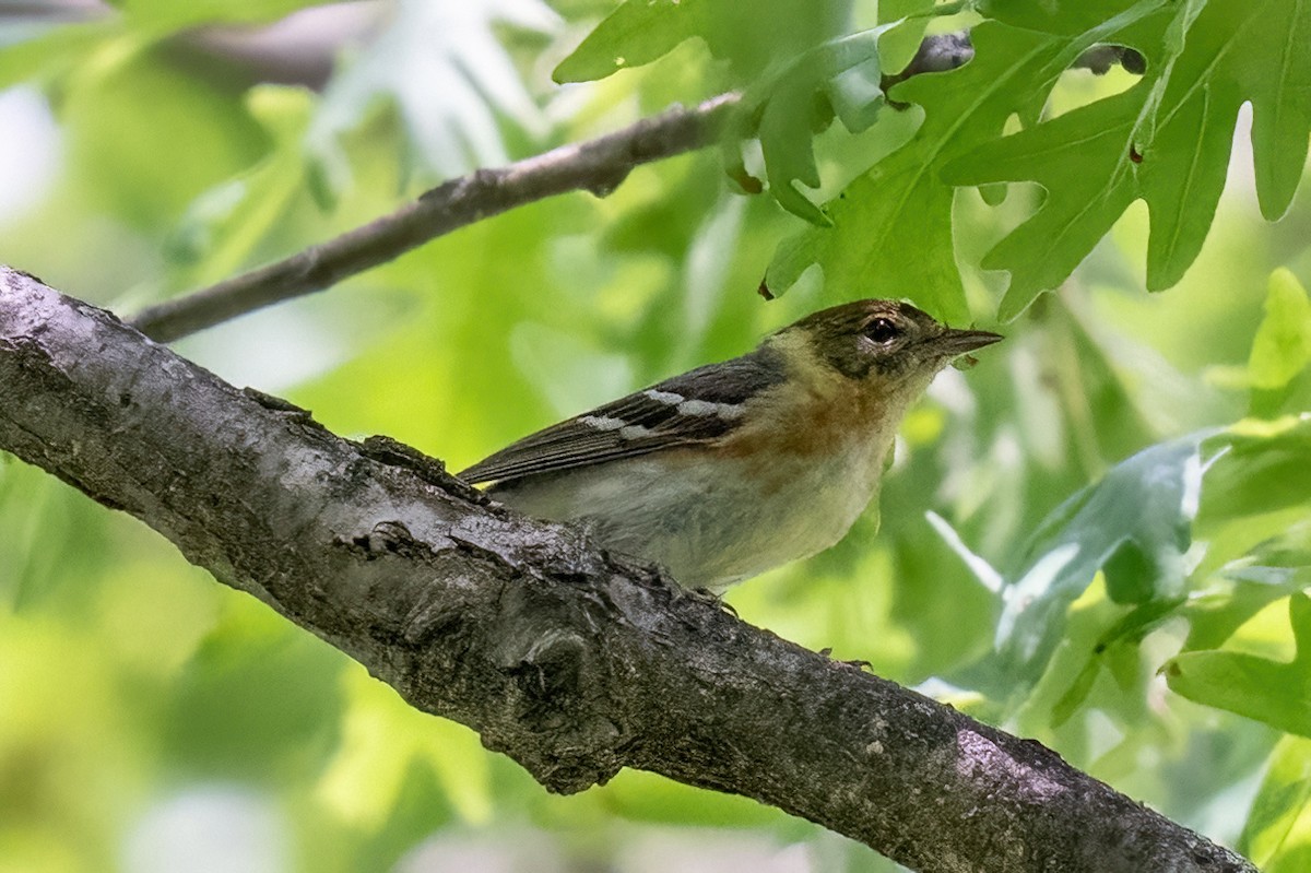 Bay-breasted Warbler - ML619743354