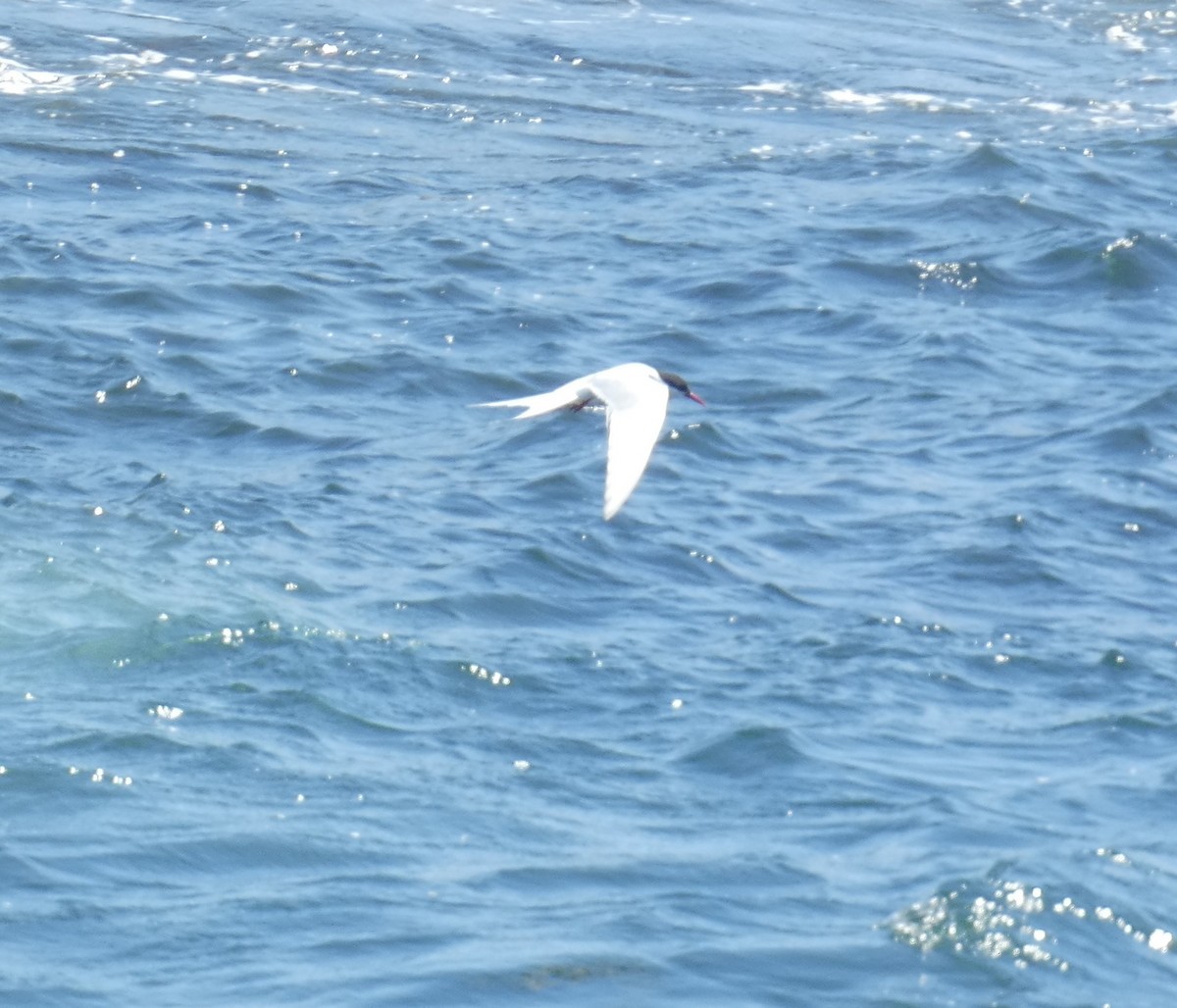 Arctic Tern - ML619743370