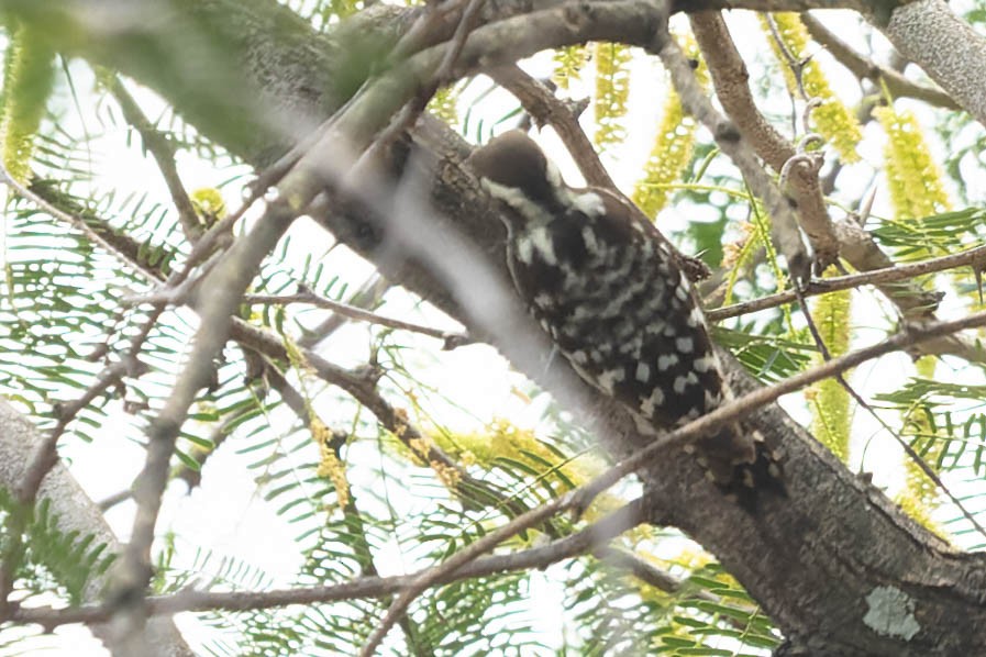 Brown-capped Pygmy Woodpecker - ML619743395