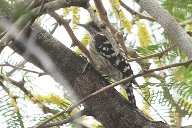 Brown-capped Pygmy Woodpecker - ML619743398