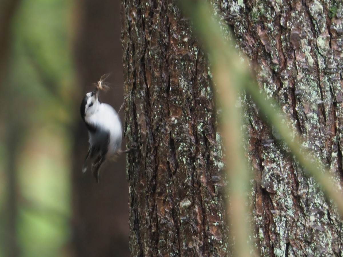 White-breasted Nuthatch - ML619743438