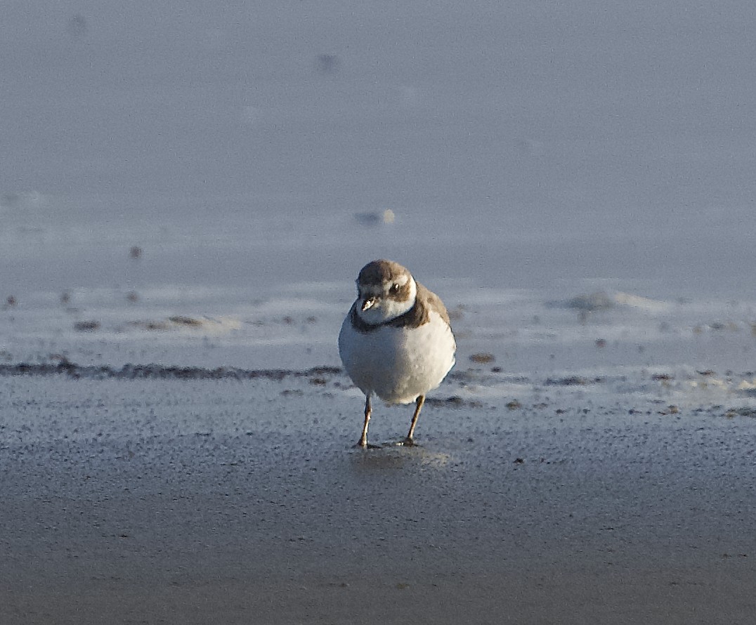 Semipalmated Plover - ML619743498