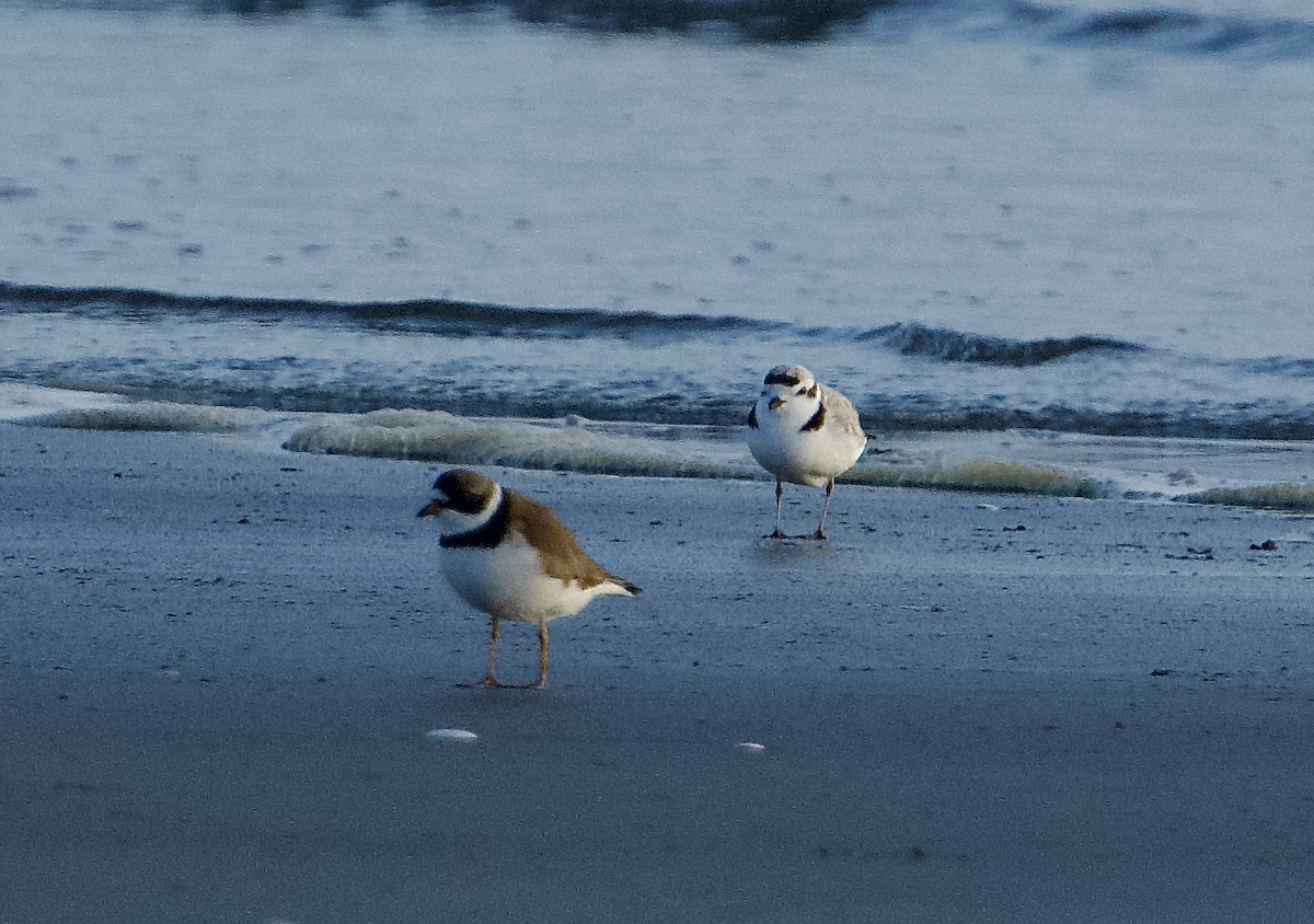 Semipalmated Plover - ML619743505