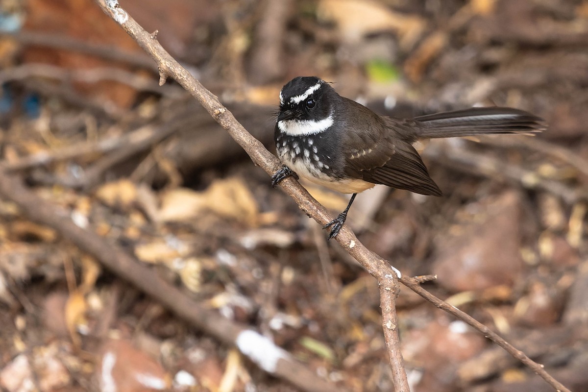 Spot-breasted Fantail - ML619743526