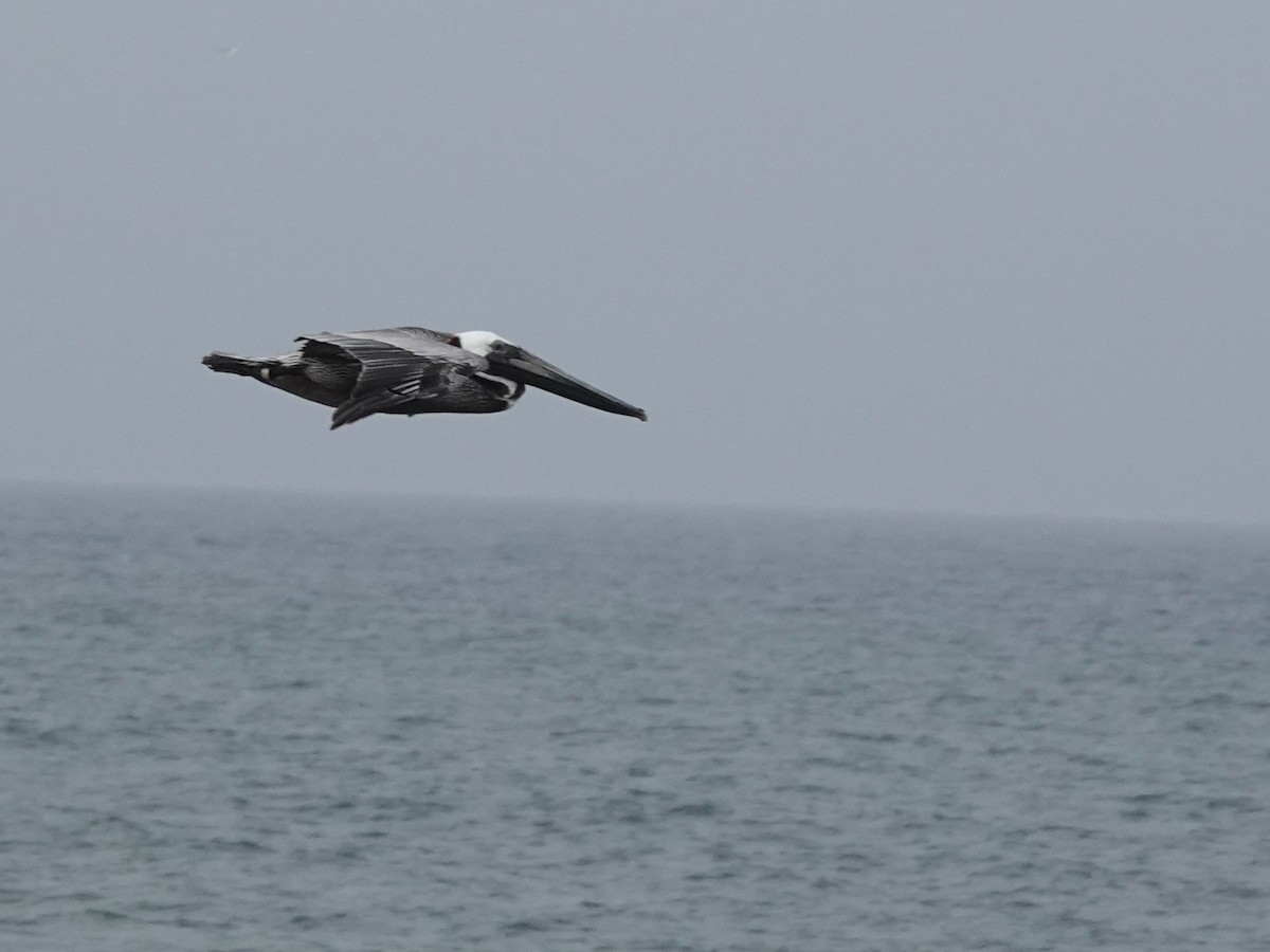 pelikán hnědý - ML619743558