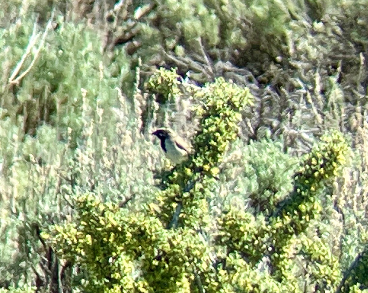 Black-throated Sparrow - ML619743595