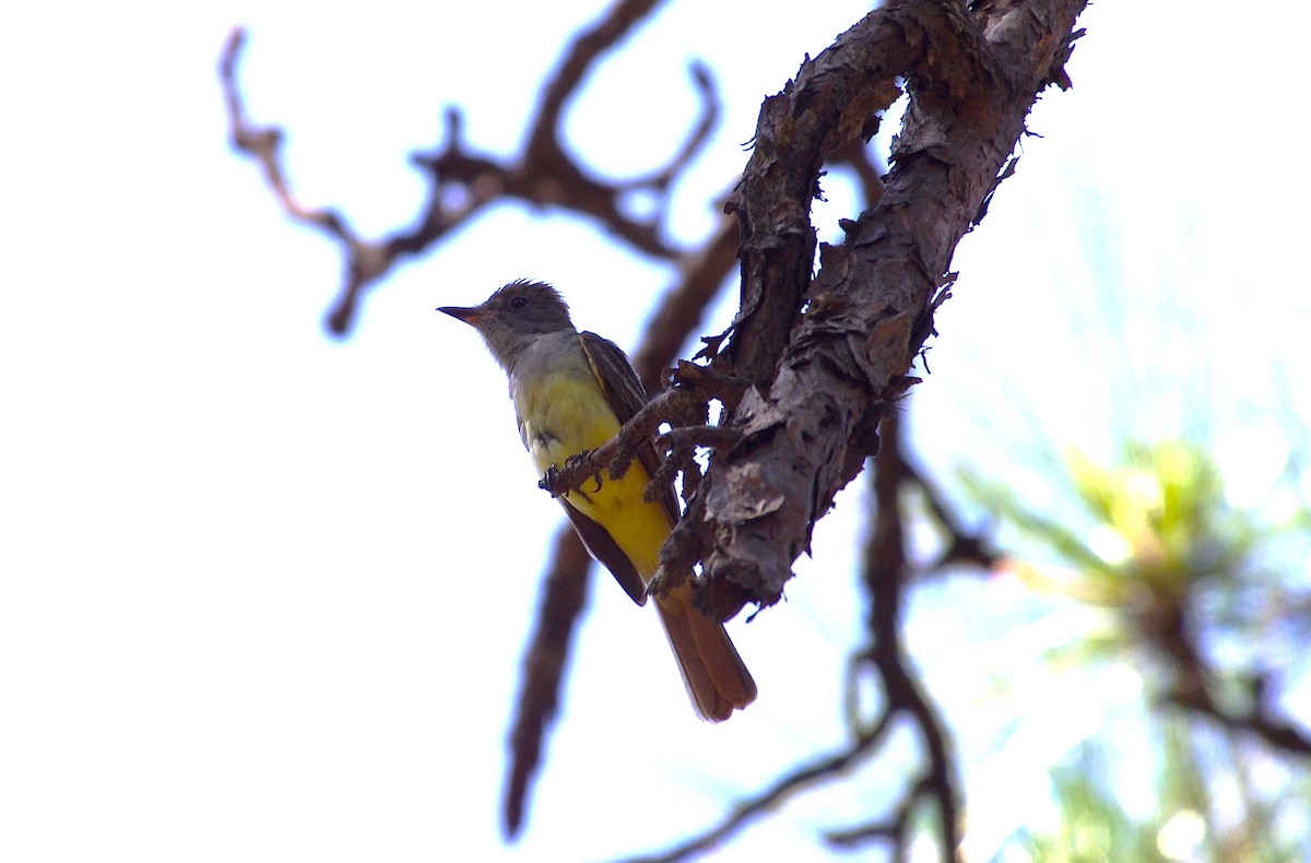 Great Crested Flycatcher - ML619743613
