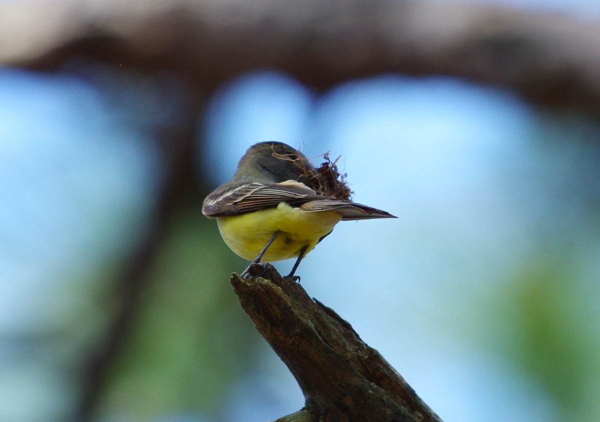 Great Crested Flycatcher - ML619743614