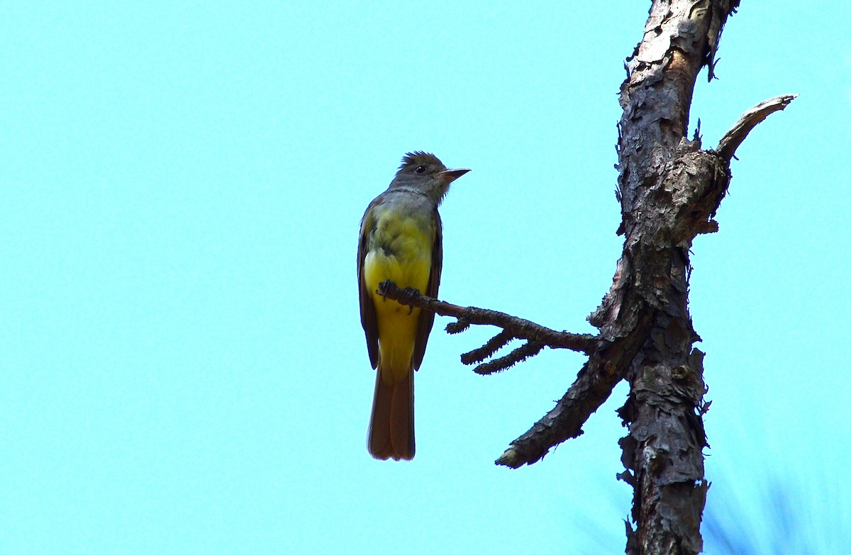 Great Crested Flycatcher - ML619743615