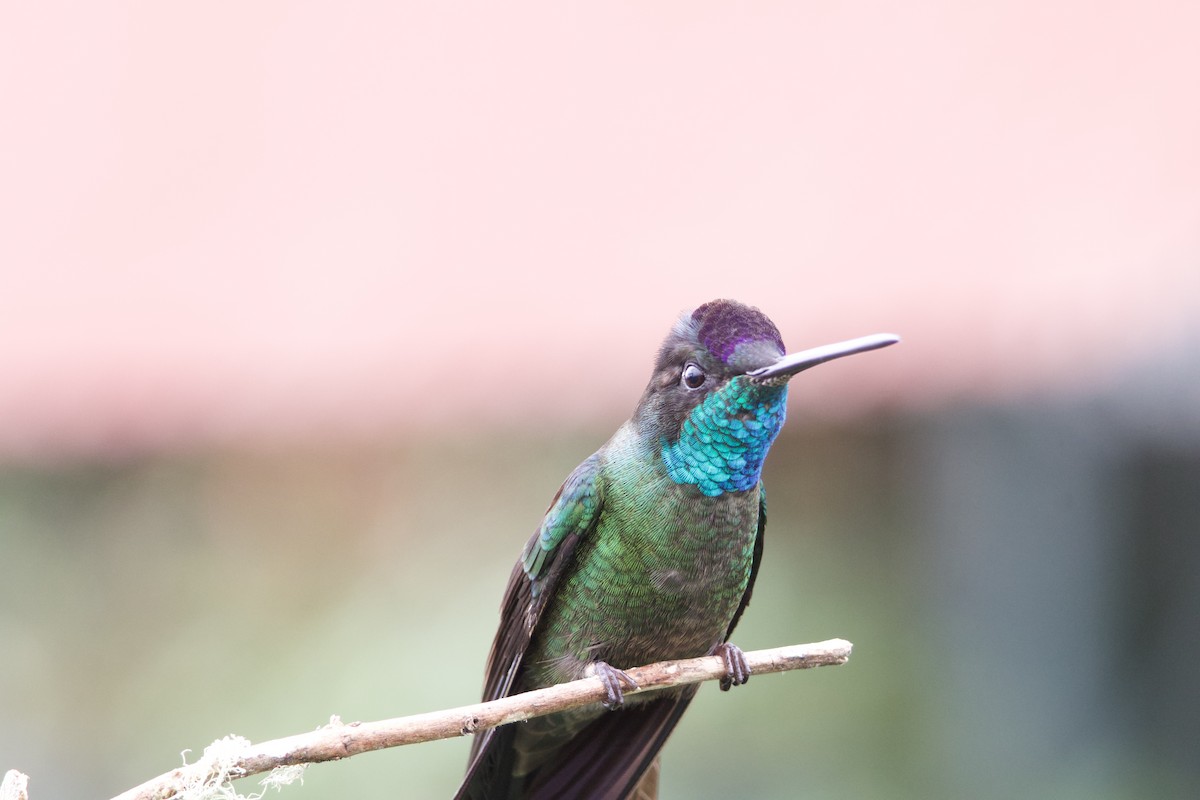Talamanca Hummingbird - ML619743619