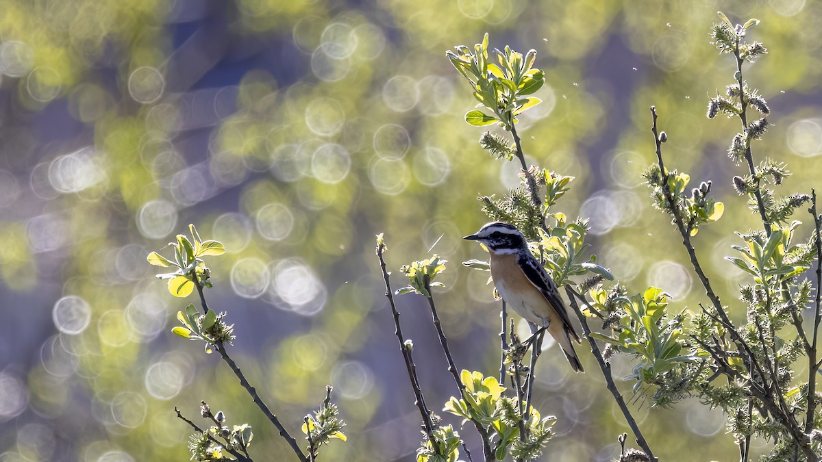 Whinchat - ML619743623