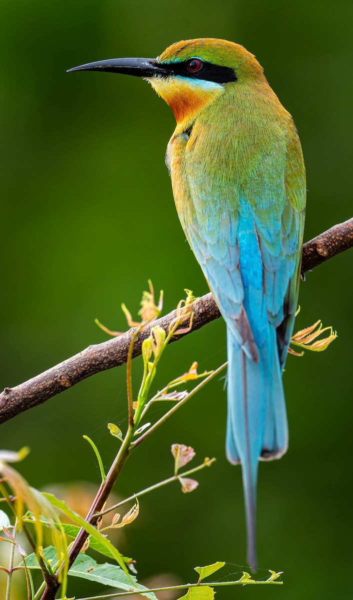 Blue-tailed Bee-eater - ML619743631