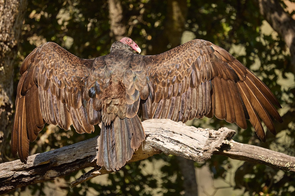 Turkey Vulture - ML619743671