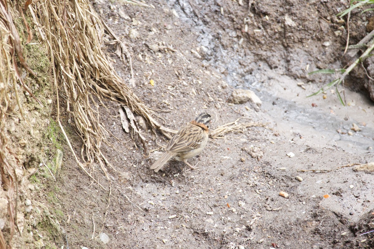 Rufous-collared Sparrow - ML619743746