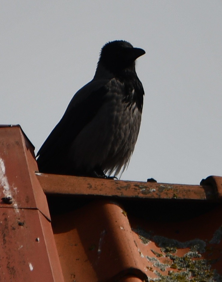 Hooded Crow - ML619743752