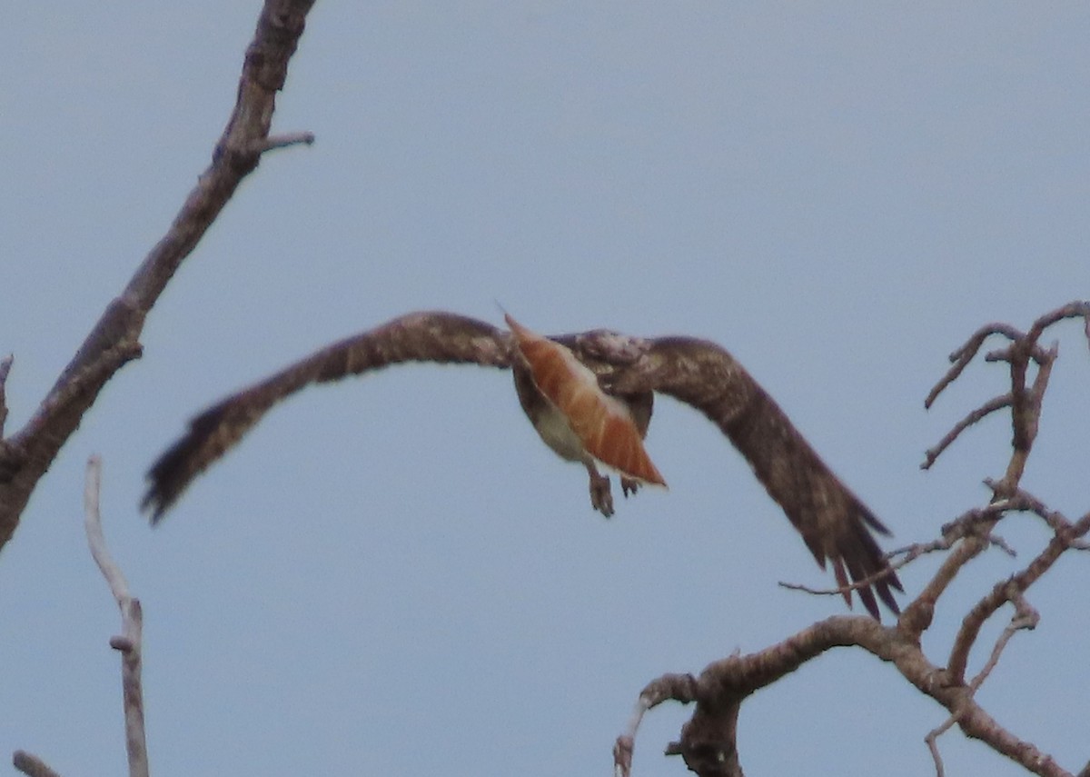 Red-tailed Hawk - ML619743780