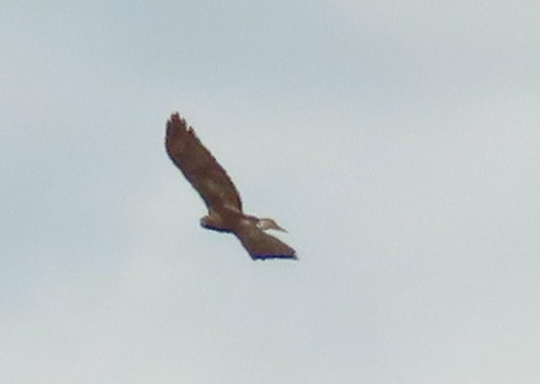 Red-tailed Hawk - ML619743781
