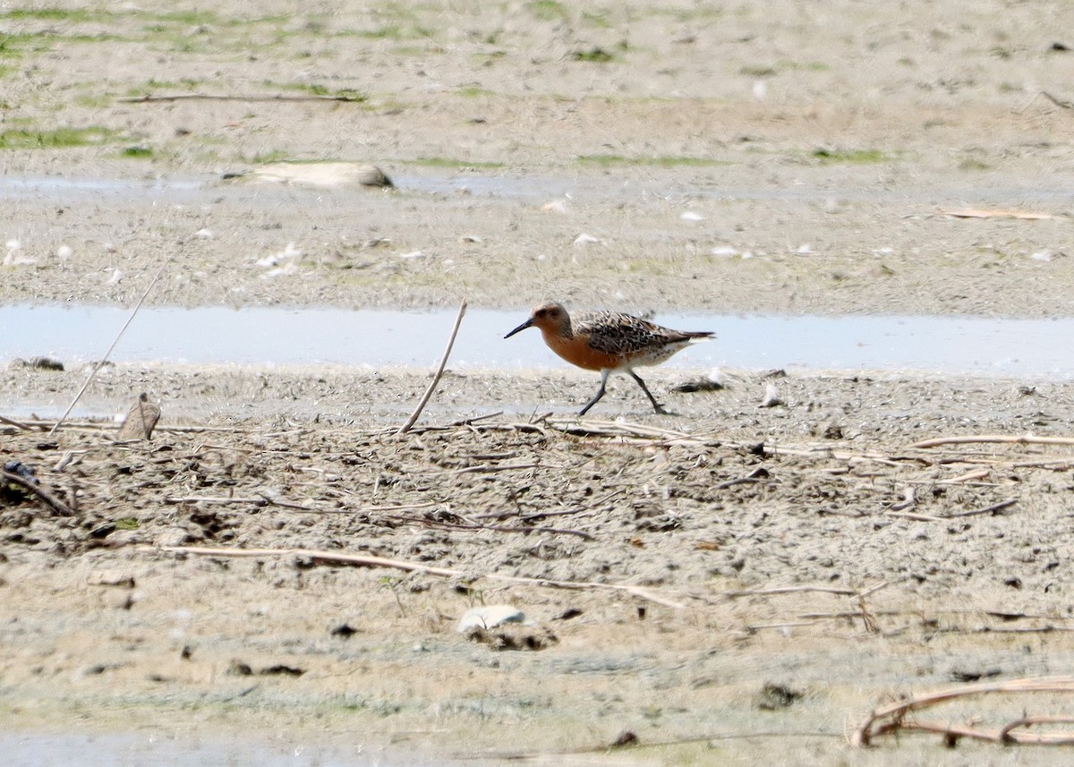 Red Knot - ML619743798