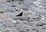 Piping Plover - ML619743842
