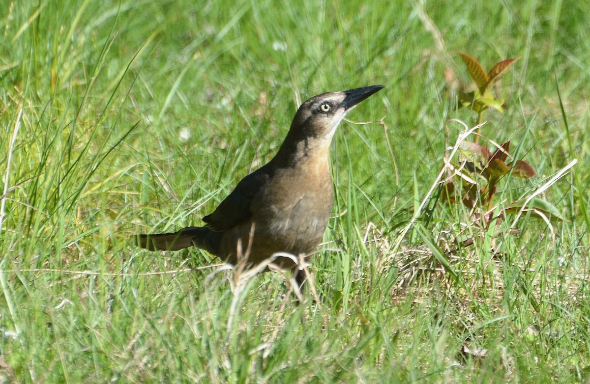 Great-tailed Grackle - ML619743876