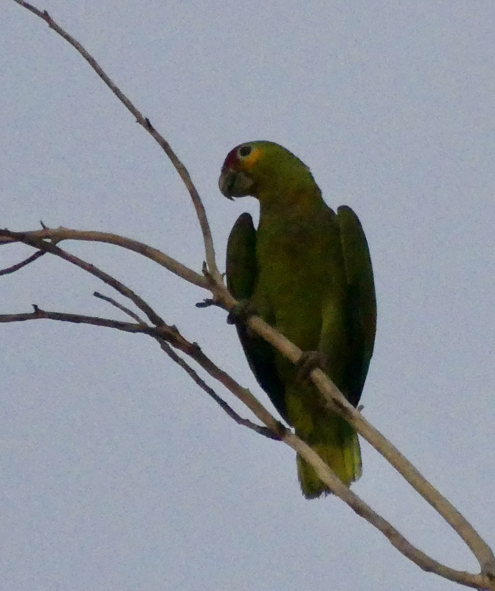 Red-lored Parrot - ML619743894