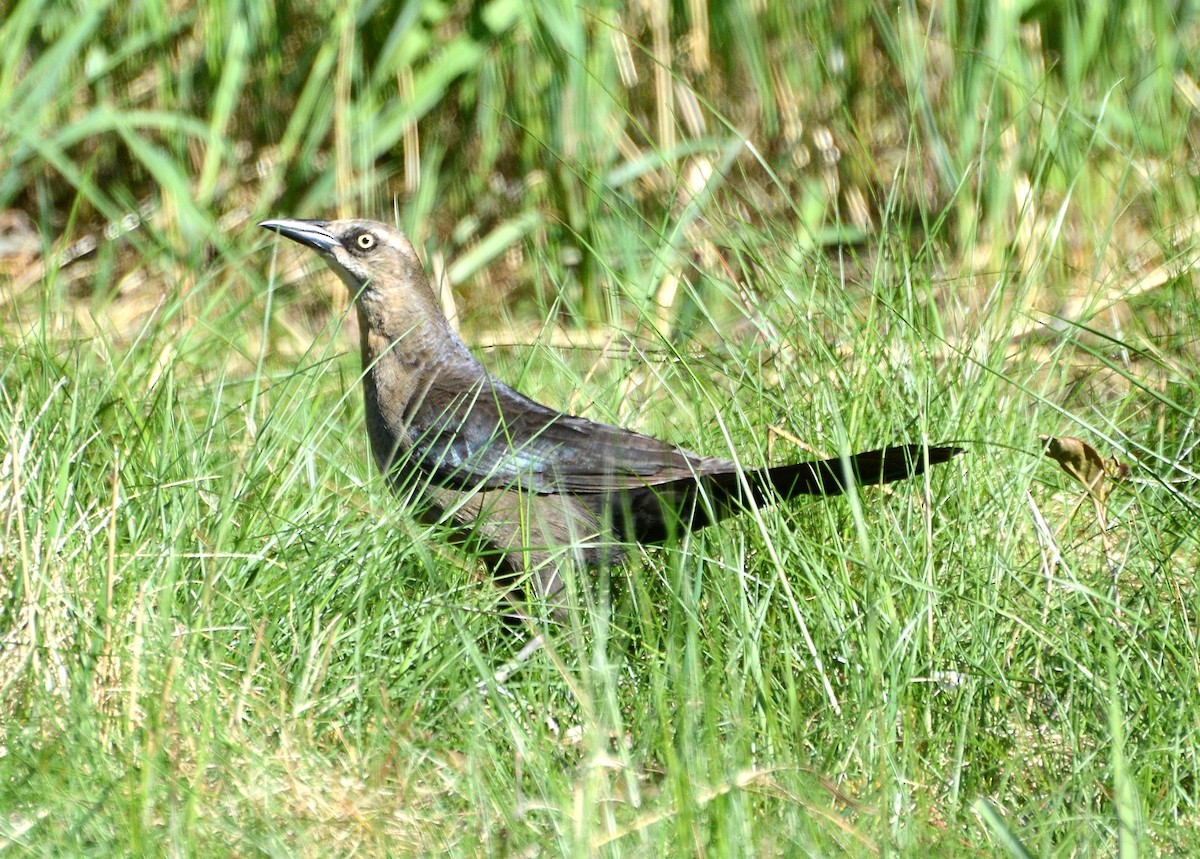 Great-tailed Grackle - ML619743906
