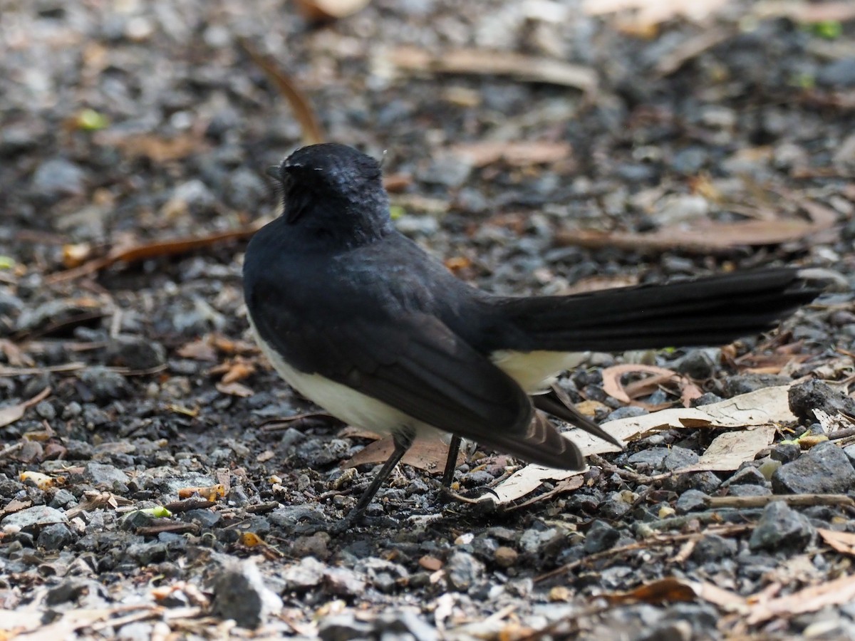 Willie-wagtail - ML619743912
