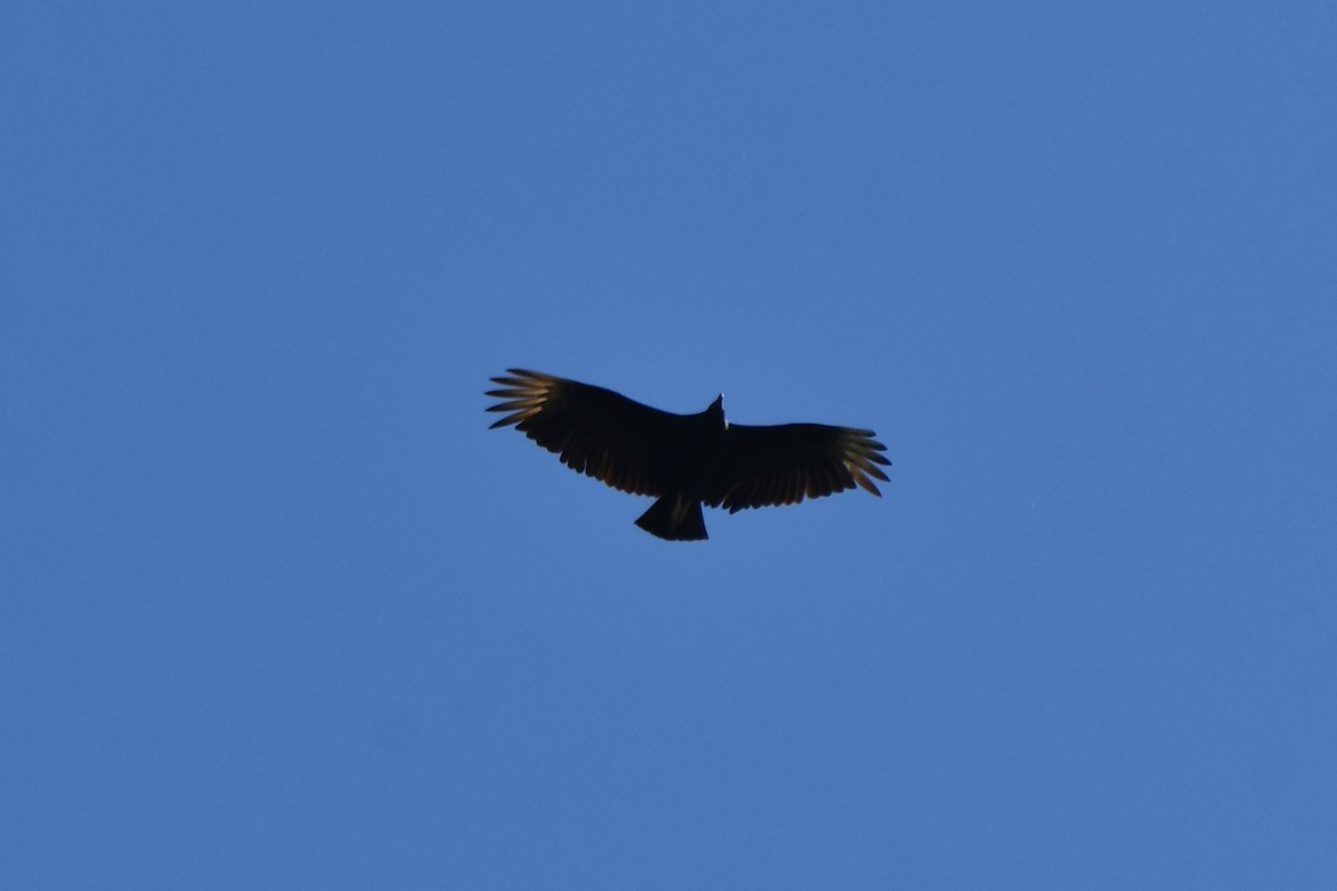 Black Vulture - ML619743995
