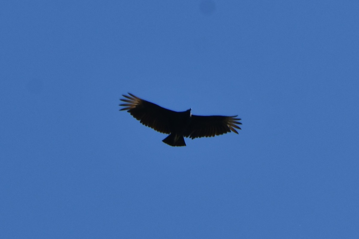 Black Vulture - ML619743996