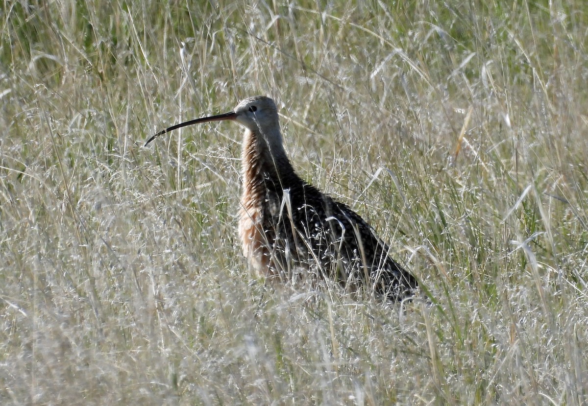 Long-billed Curlew - ML619743997