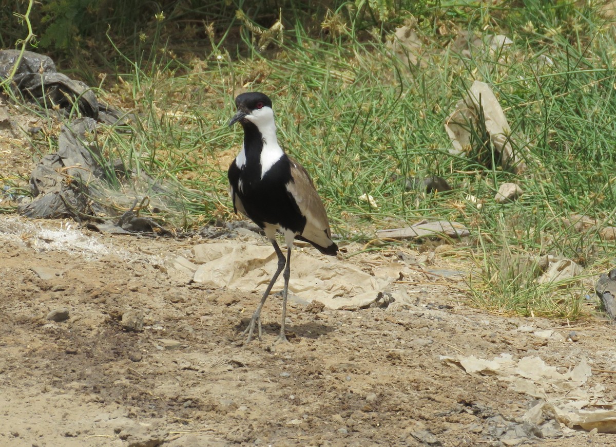 Spur-winged Lapwing - ML619744014